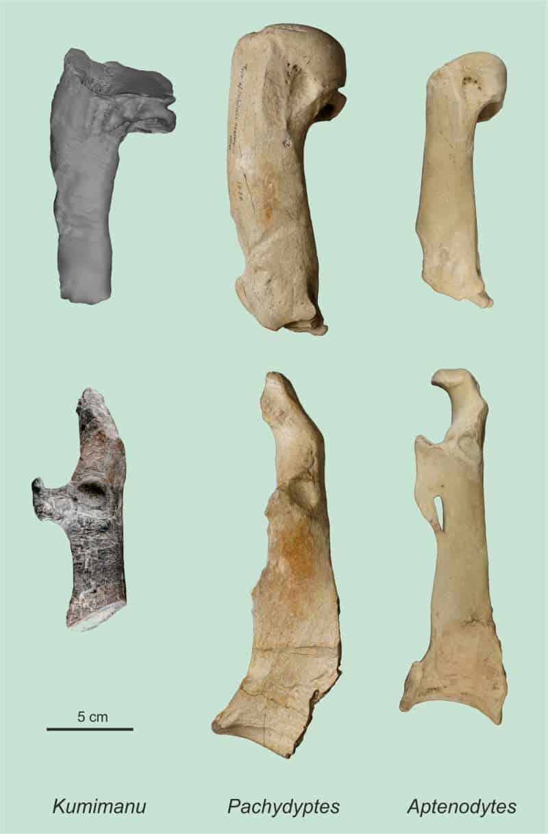 The humerus (top) and a bone from the shoulder girdle (coracoid, bottom) of the Paleocene giant penguin Kumimanu biceae, compared to the corresponding bones of one of the largest fossil penguins known to date (Pachydyptes ponderosus from the Eocene in New Zealand) and those of an Emperor Penguin (Aptendodytes forsteri). Credit: G. Mayr/Senckenberg Research Institute. 