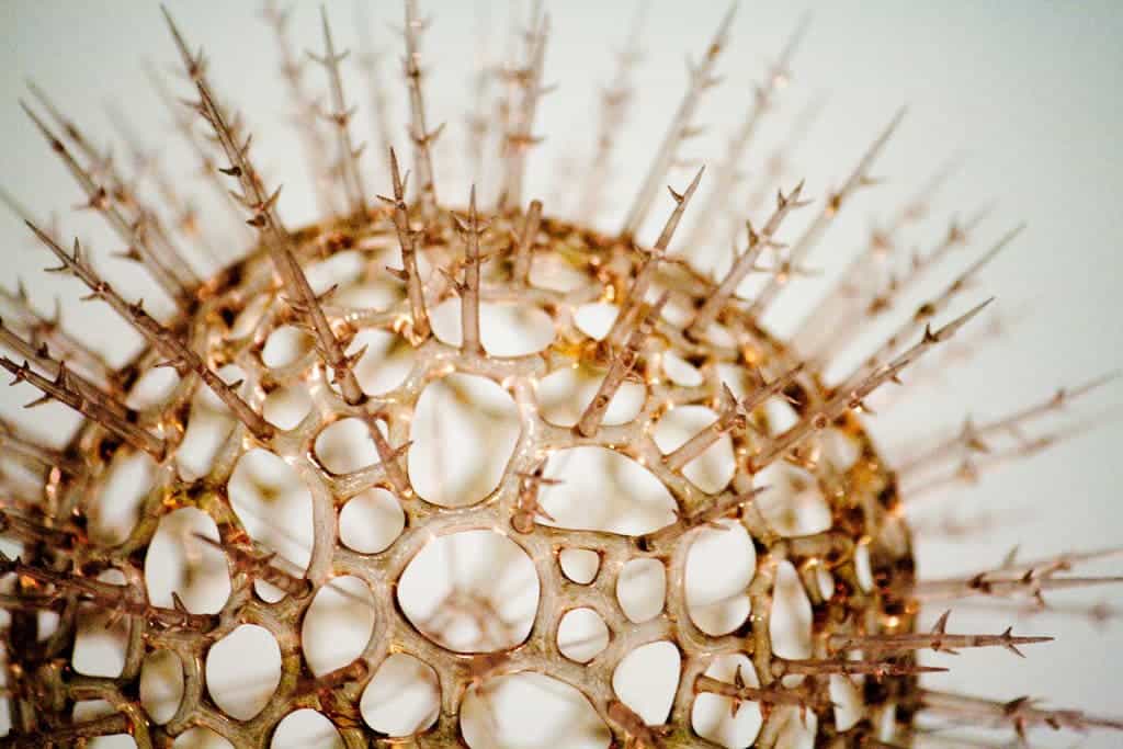 Virus model.