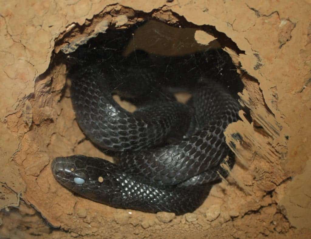 Eastern Indigo Snake.