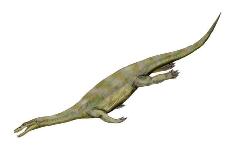 Nothosaurus. Credit: Wikimedia Commons.
