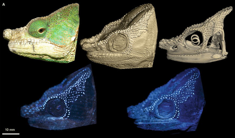 Male C. globifer (ZSM 141/2016) showing congruent tubercle/fluorescent patterns (from left to right); top row: alive in the field under sunlight, micro-CT scan of head surface (probable edge artefact in cheek region), micro-CT scan of the skull; bottom row: alive in the field under UV light, ethanol-preserved under UV light.