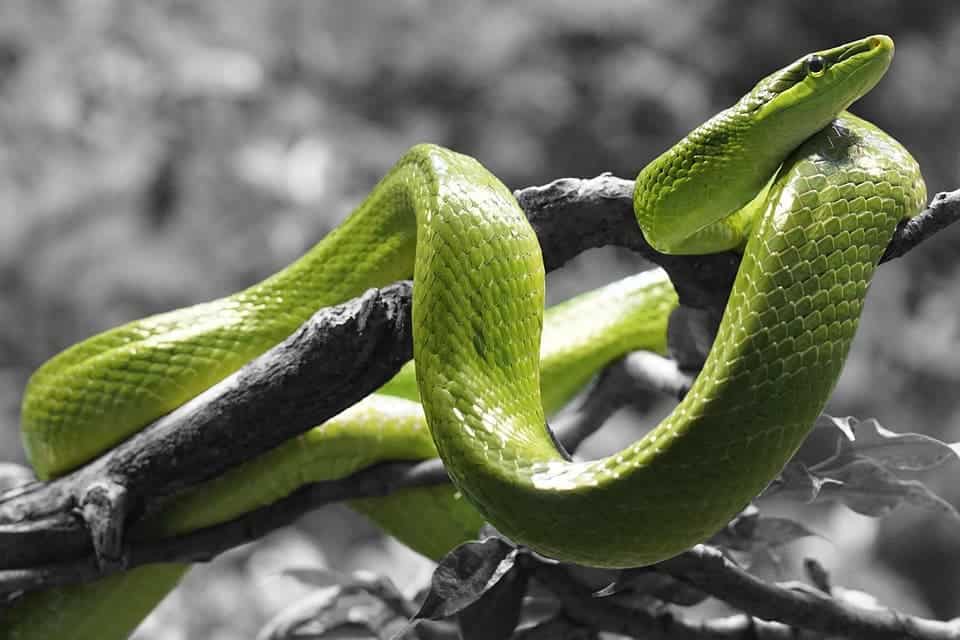 Green snake.