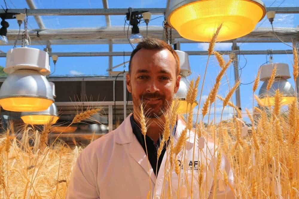 Lee Hickey, a researcher at the University of Queensland, in a wheat field grown with speed breeding. Credit: University of Queensland.