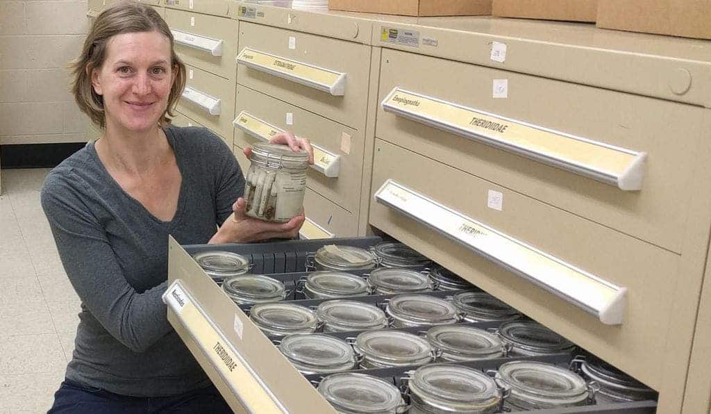 Hannah Wood is a curator of arachnids and myriapods at the Smithsonian’s National Museum of Natural History. Credit: NMNH.