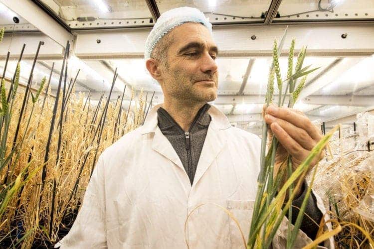 Lead author Dr Brande Wulff from the John Innes Centre marveling at his creations. Credit: University of Queensland.