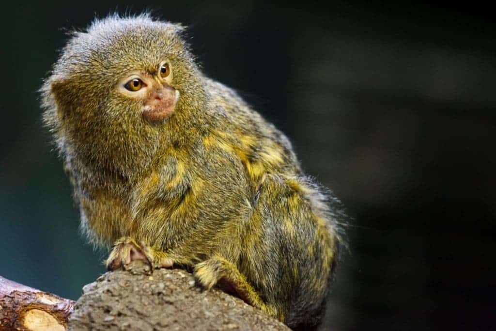 A pygmy marmoset. Credit: Public Domain Pictures.