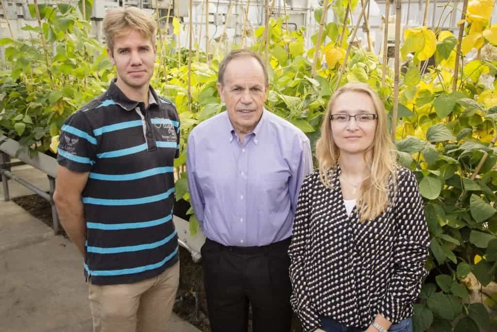 Stephen Long, a professor of crop sciences and of plant biology (center), with postdoctoral researchers Johannes Kromdijk, (left) and Katarzyna Glowacka, Credit: Brian Stauffer/University of Illinois. 