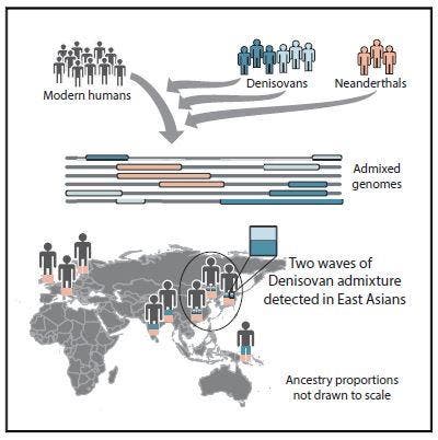 Two waves of Denisovan ancestry have shaped present-day humans. Credit: Browning et al./Cell.