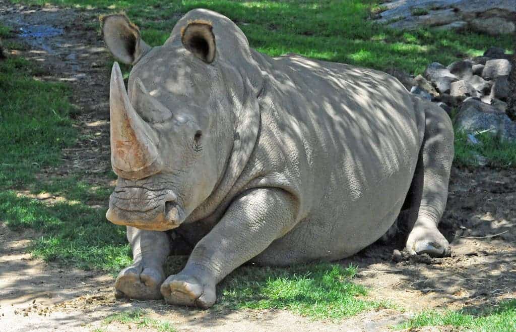 Angalifu rhino.