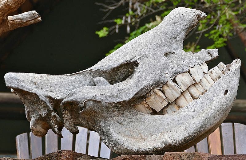 White rhino skull.