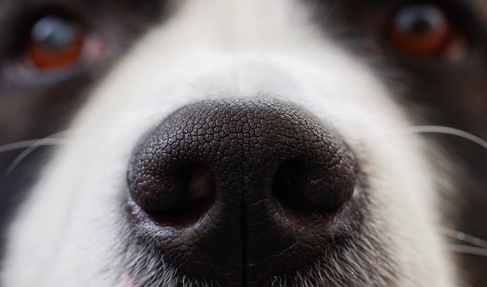 Dog nose.