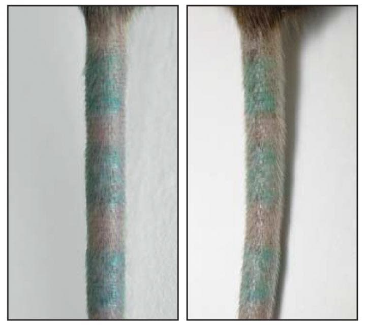 Because tattoo pigment can be recaptured by new macrophages, a tattoo appears the same before (left) and after (right) dermal macrophages are killed. Credit: Baranska et al., 2018.