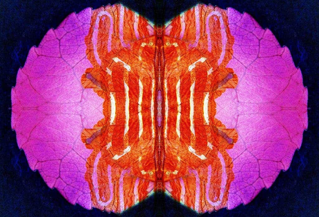 mitosis artsy.