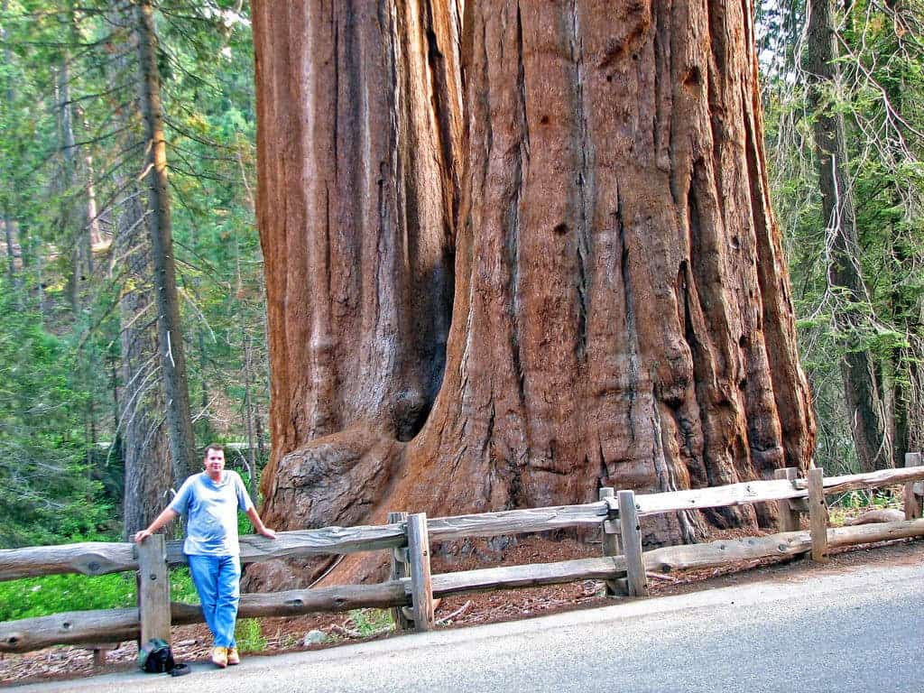 California's famous giant redwoods and giant sequoias are the largest trees in the world. Sequoia National Park has several groves of these enormous plants. Credit: Flickr, James St. John.