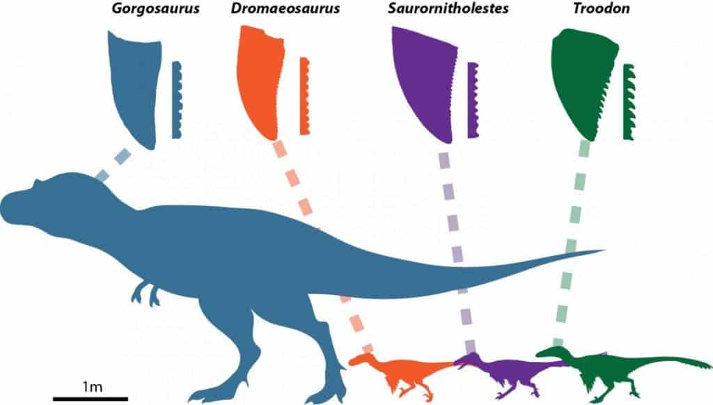 This figure shows different theropod dinosaurs, their teeth, and their different denticle shapes. All teeth are scaled to the same crown height for comparative purposes. Credit: Victoria Arbour. 