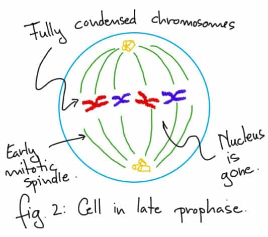Prophase.