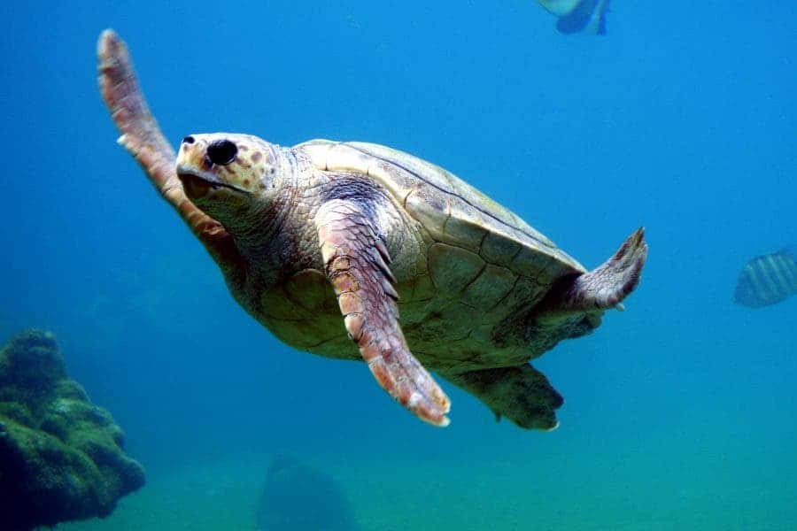 loggerhead turtle swimming