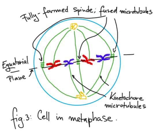 Metaphase.