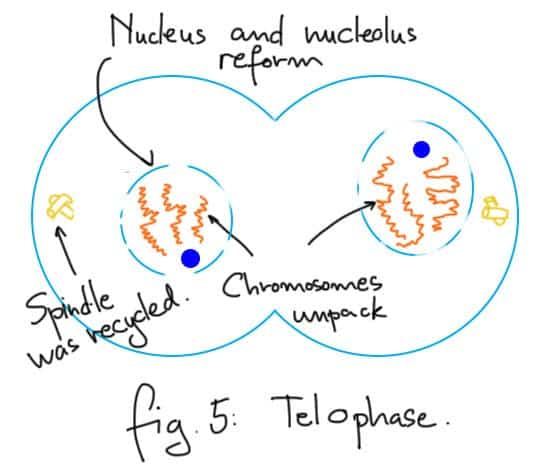Telophase.