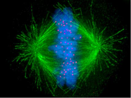 Kinetochore.