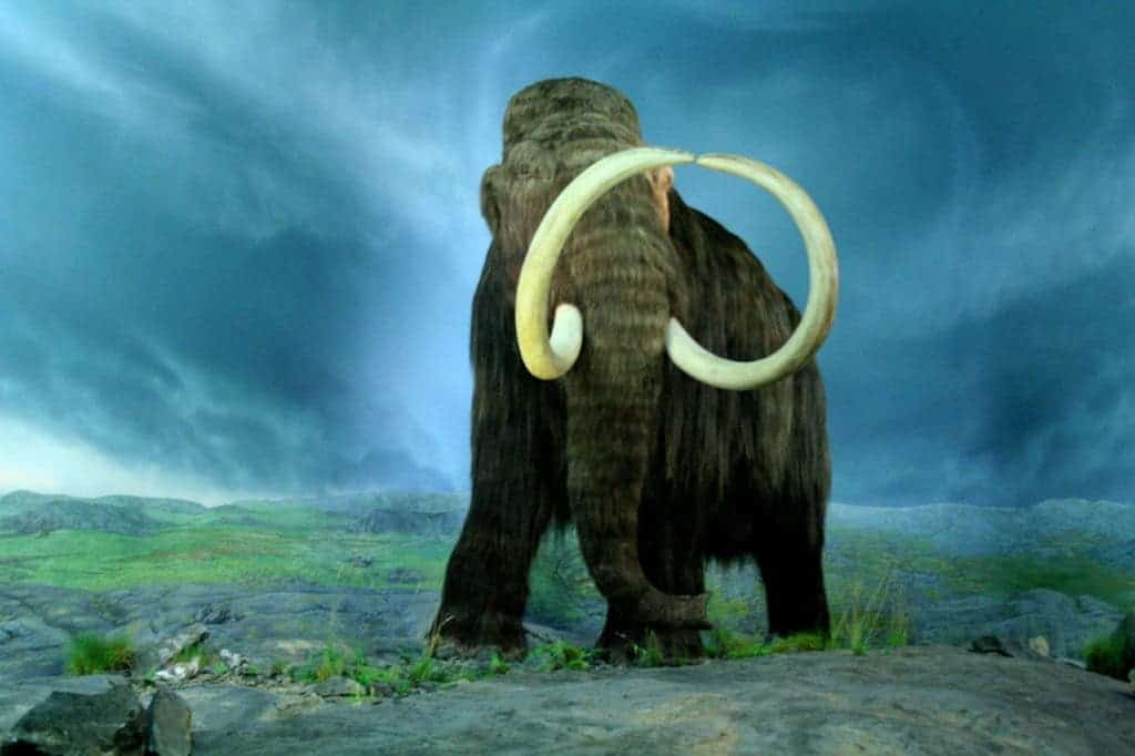 Humans likely had an important role to play in the extinction of the wooly mammoth. Credit: Wikimedia Commons.