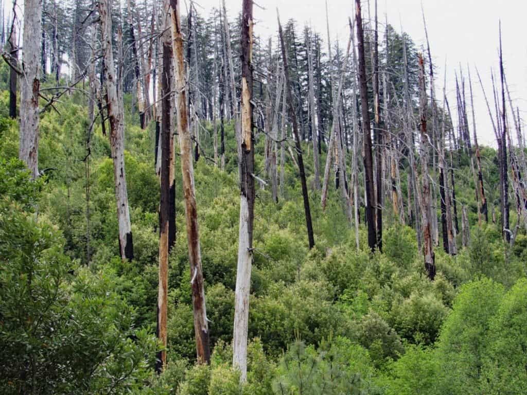 The Bear Fire 1994 shows shrubs in the understory. Credit: Alan Tepley.