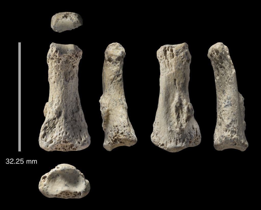 : Fossil finger bone of Homo sapiens from the Al Wusta site, Saudi Arabia. Credit: Ian Cartwright