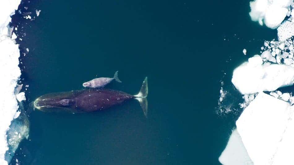 Bowhead mother and calf.