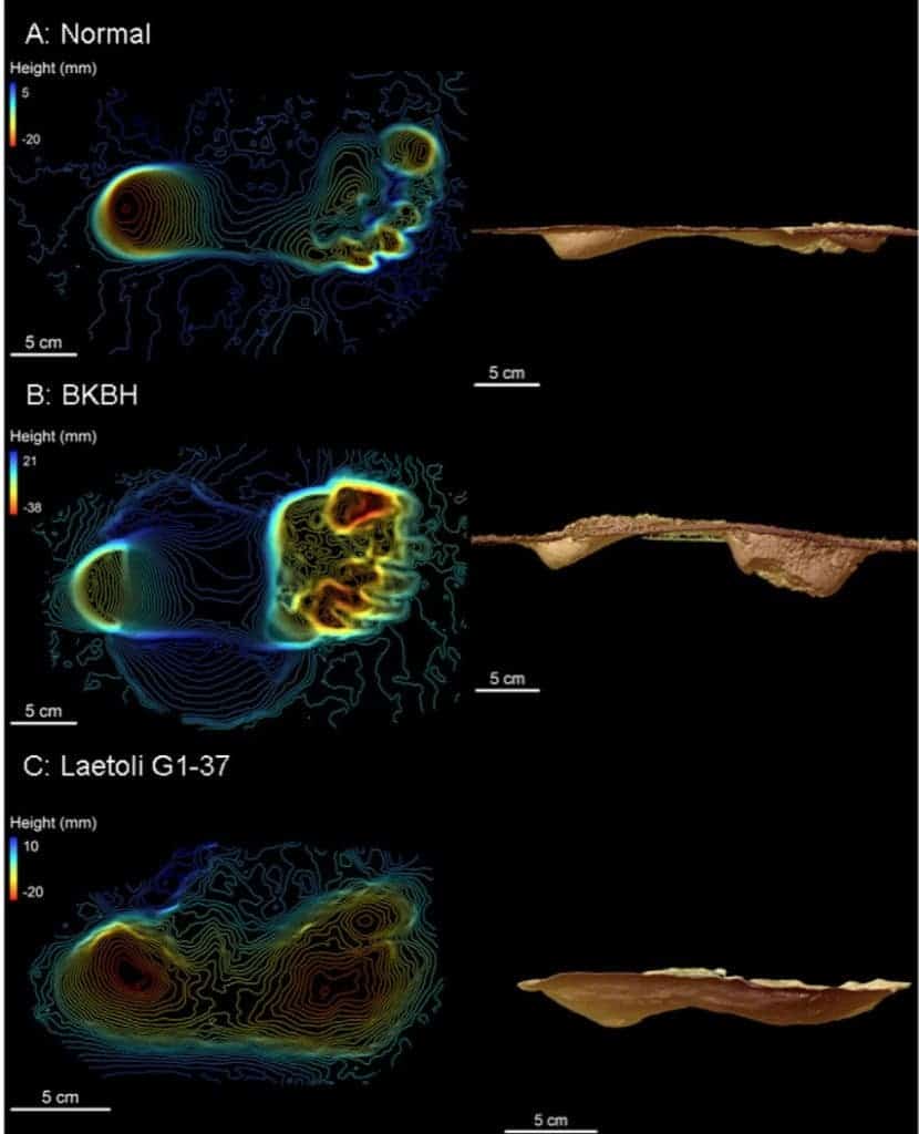 Our ancestors used to walk with a similar upright gait 3.6 million years ago. Credit: David Raichlen, University of Arizona.