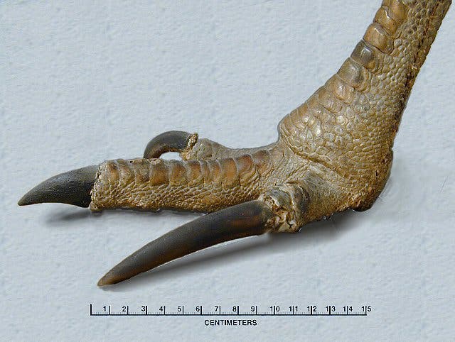 Closeup of a terryfing cassowary claw -- the real life, modern-day Velociraptor. Credit: Featured Creature.