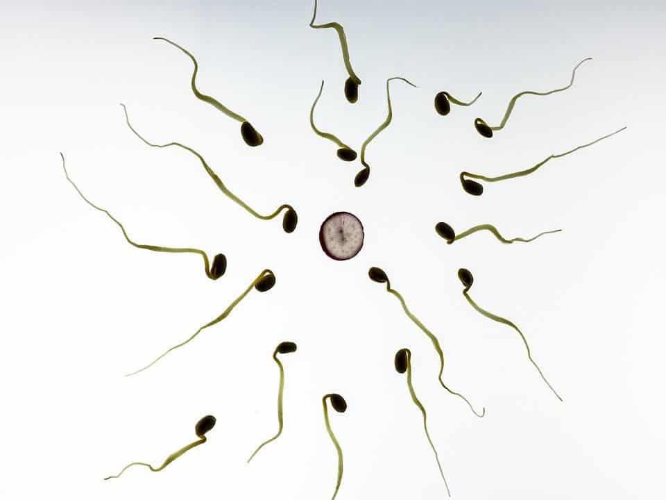 Sperm plants.