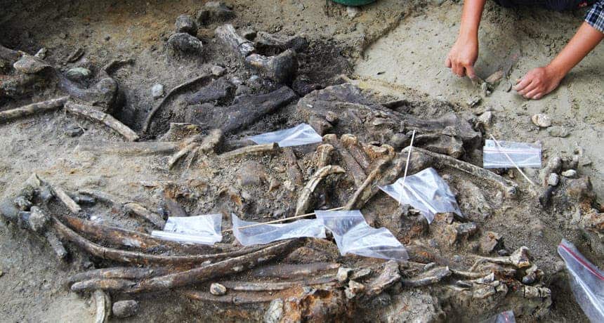 The excavations in the Philippines revealed the earliest evidence of homininds on the islands. Researchers found rhino bones (shown) and stone tools. Credit: T. INGICCO.