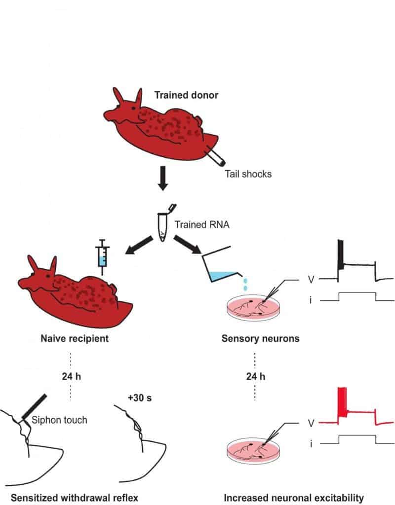 Credit: Bédécarrats et al., eNeuro (2018).