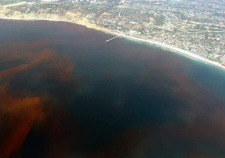 La-Jolla-Red-Tide.
