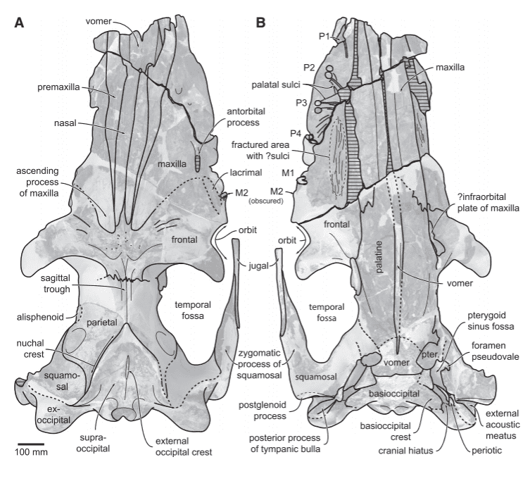Skull.