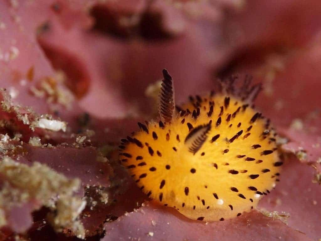 Cuteslug.