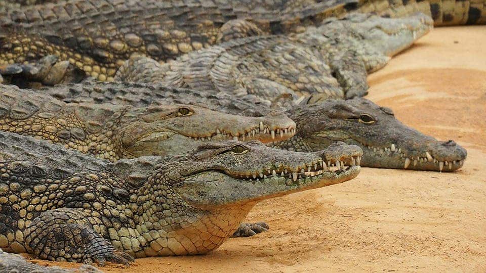 Nile crocodiles. Credit: Pixabay.