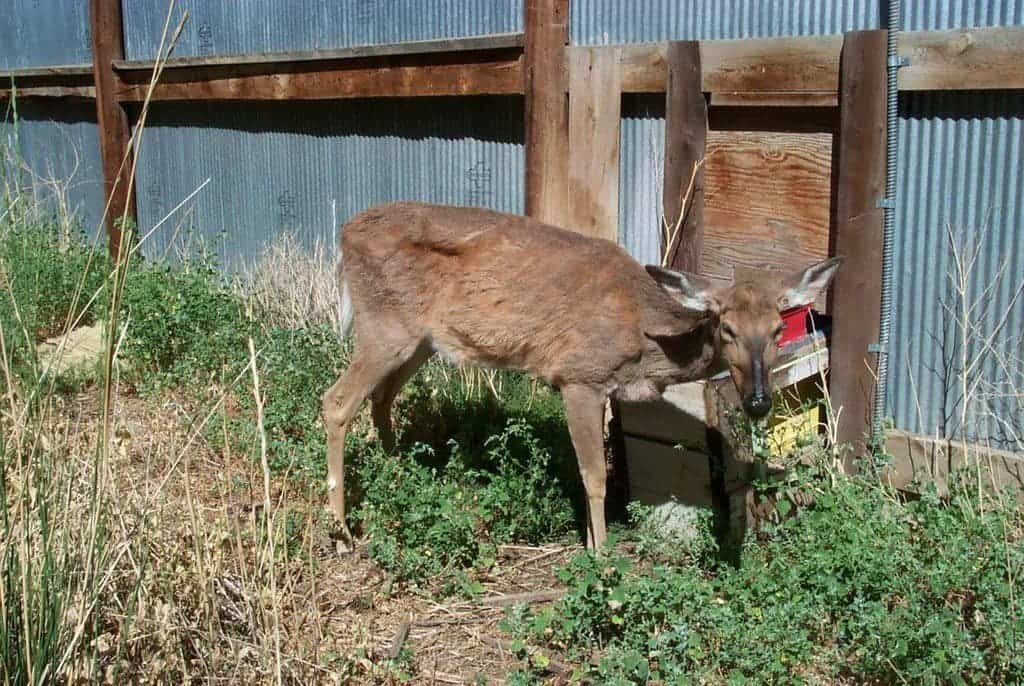 Deer CWD.