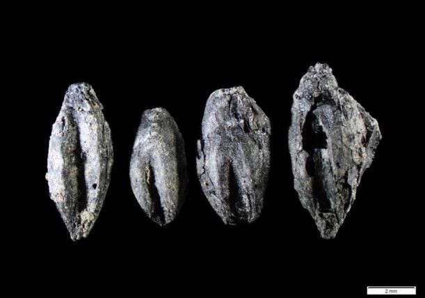 Charred grains.