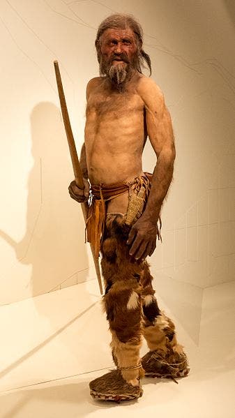 A reconstruction of Ötzi. Credit: Wikimedia Commons.