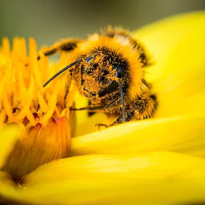 Bumblebee.
