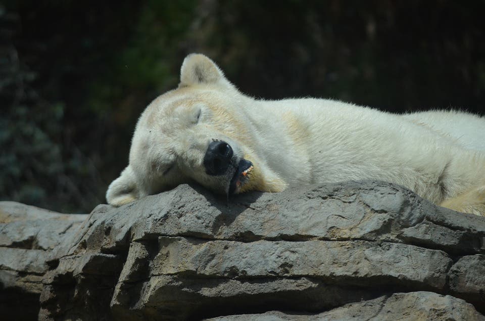 Sleeping bear.