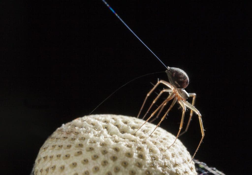 A spider using its spinnerets to balloon off into the air. Credit: Michael Hutchinson.