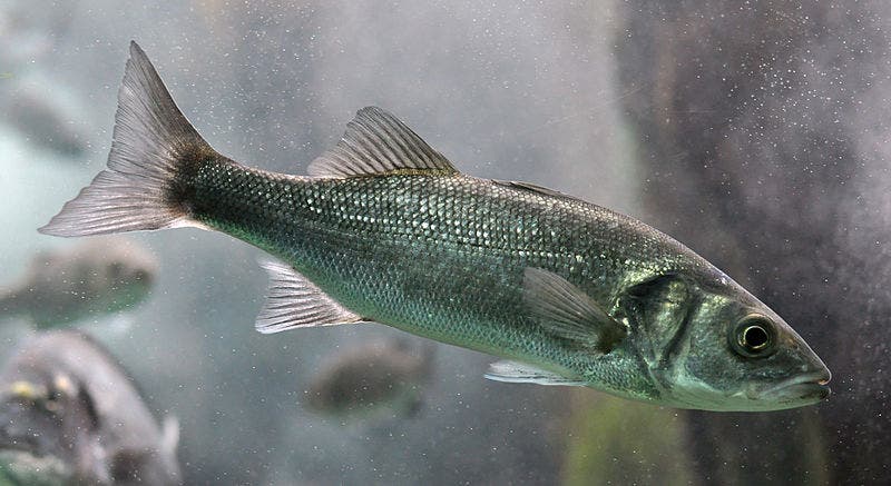 The European sea bass (Dicentrarchus labrax). Credit: Citron, Wikimedia Commons.