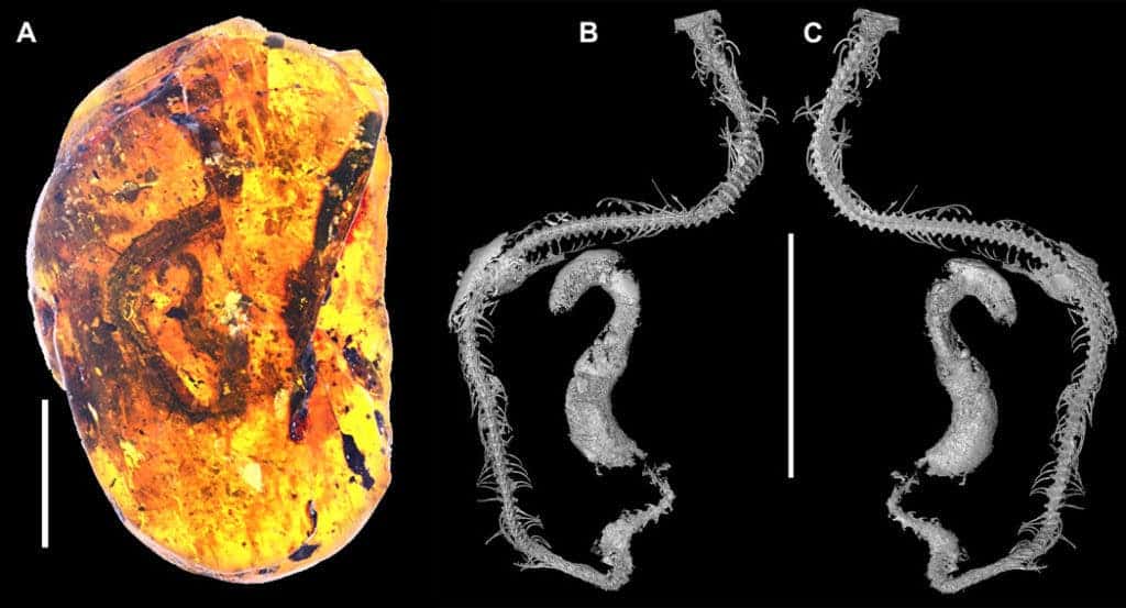 Snake fossil.