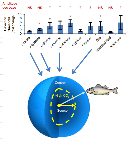 Elevated CO2 reduces the active space (represented by the blue sphere) of an odour by up to 80% (represented by the yellow dashed line) and the distance to a detectable odour source (arrow) by up to 42% in European sea bass. Credit: Nature Climate Change.