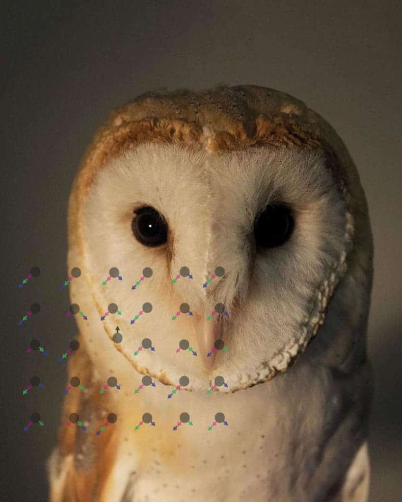 Barn owls (Tyto alba) took part in an experiment which tested their behavioral and neural responses to moving objects. Credit: Yoram Gutfreund.