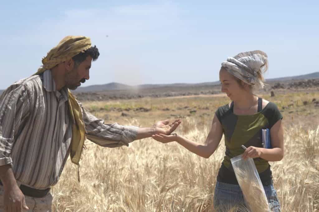 Dr. Amaia Arranz-Otaegui and Ali Shakaiteer sampling cereals in the Shubayqa area. Credit: Joe Roe.