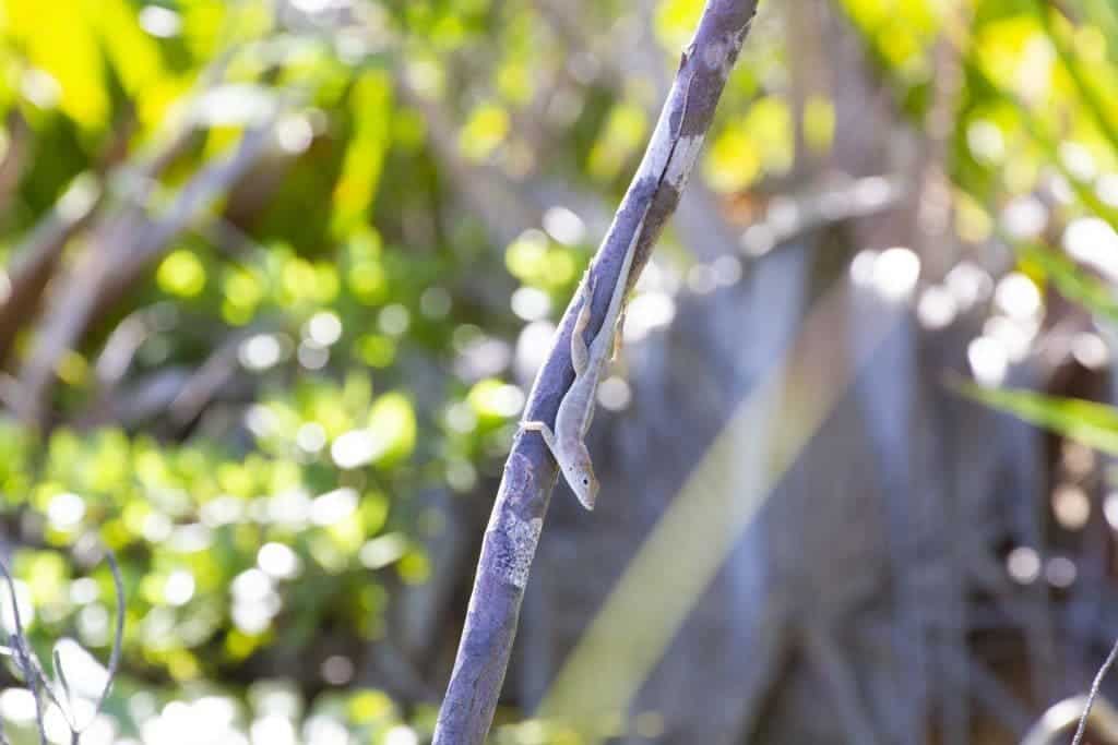 Anolis scriptus. Credit: Colin Donihue.
