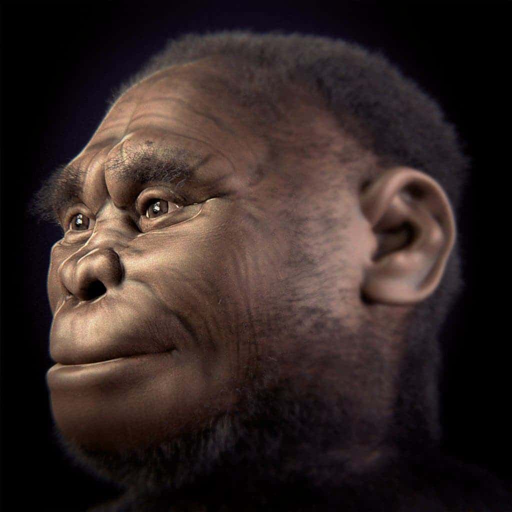 Reconstruction of female Homo floresiensis. Credit: Wikimedia Commons.